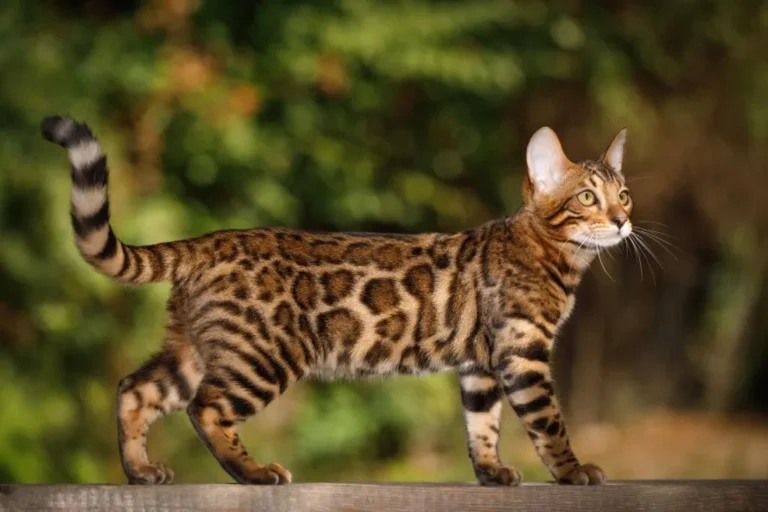 Kot bengalski Cętkowany bengal