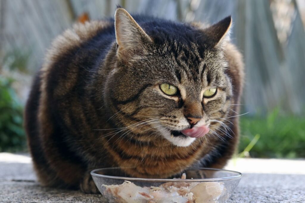 Kot jedzący karmę z dodatkiem oleju kokosowego