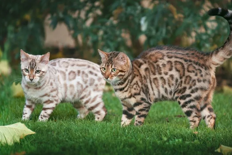 Para kotów bengalskich Dwa koty bengalskie