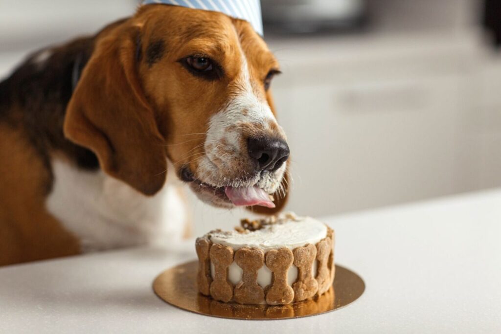 Urodzinowy tort dla psa DIY