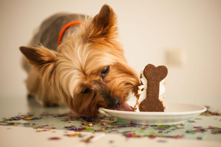 Pies jedzący ciastko