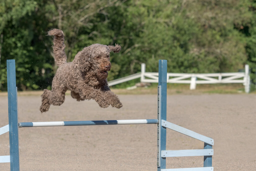 barbet uprawia agility