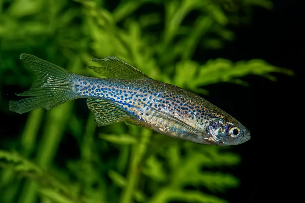 Danio lamparci Danio lamparci