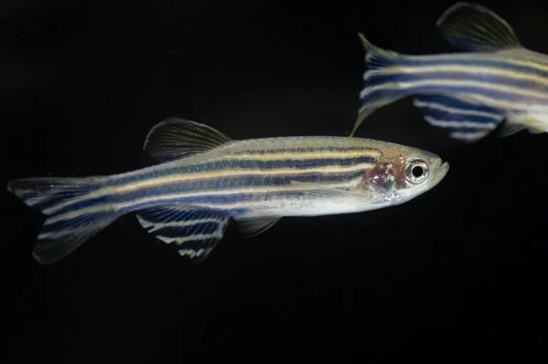 Danio rerio danio pręgowany