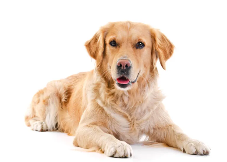 karma dla golden retrievera karma dla golden retrievera