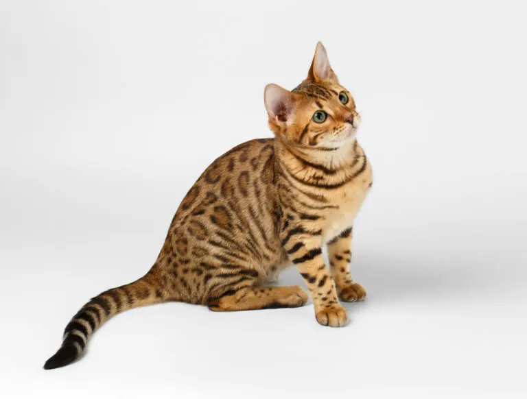 kot bengalski kot bengalski