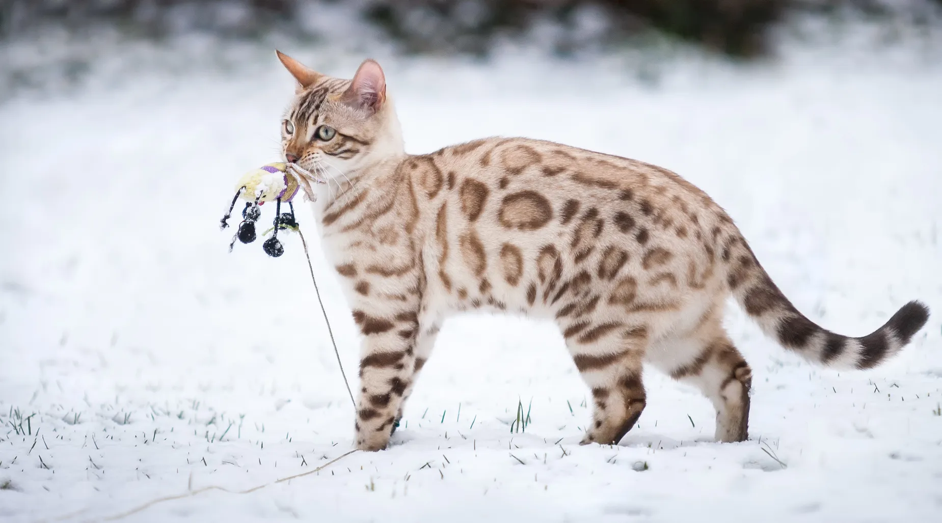 kot bengalski na śniegu kot bengalski na śniegu
