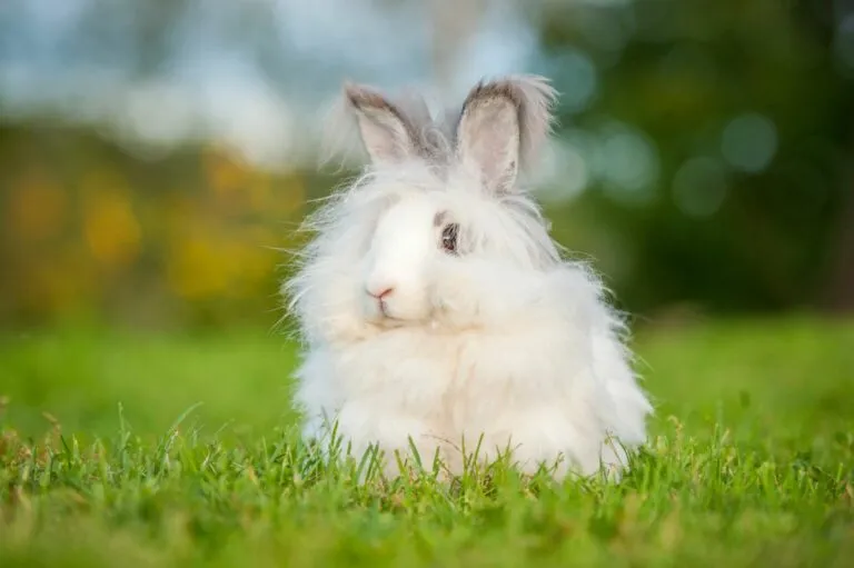 królik angora królik angora