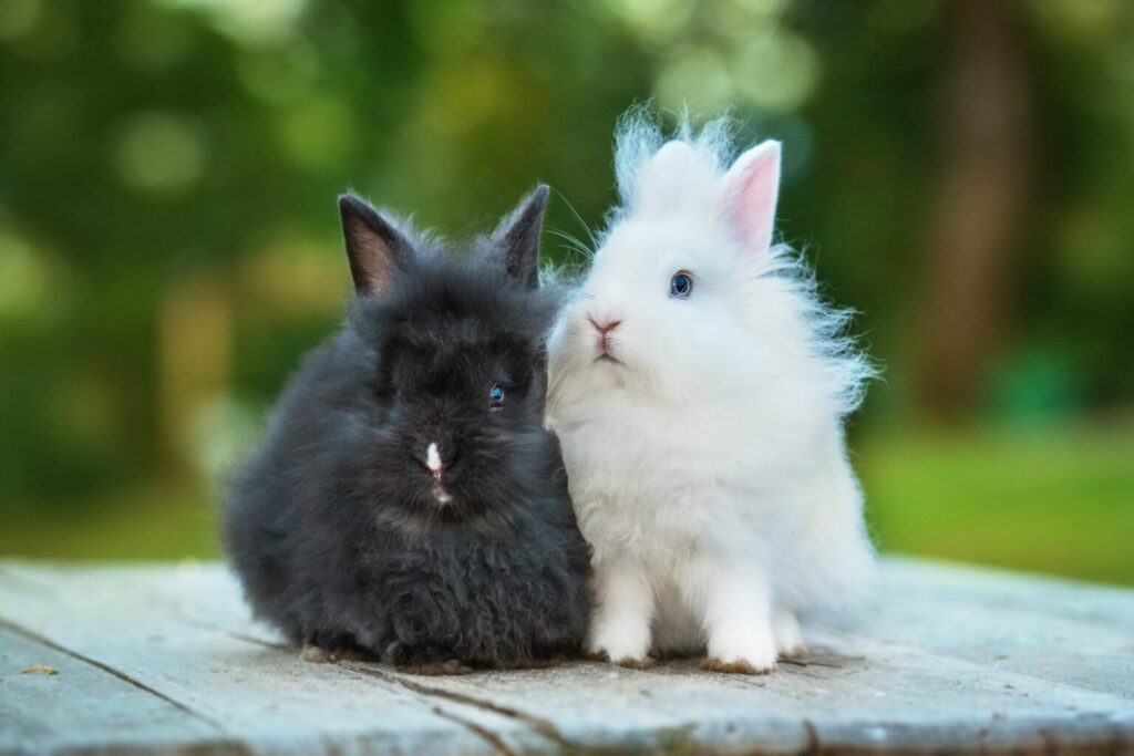 młode króliki angora