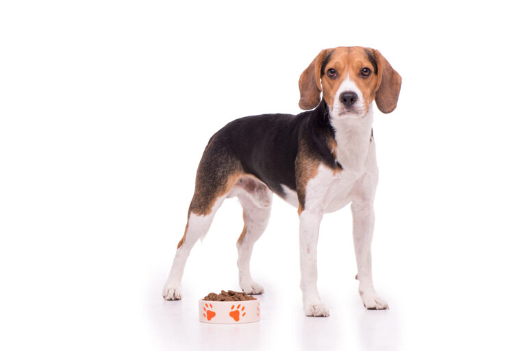 karma dla beagle'a