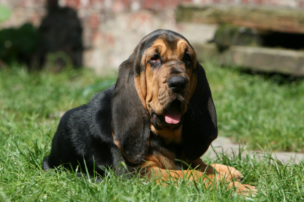 szczeniak rasy boodhound