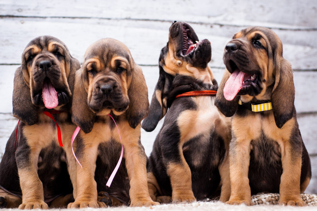szczenięta rasy bloodhound