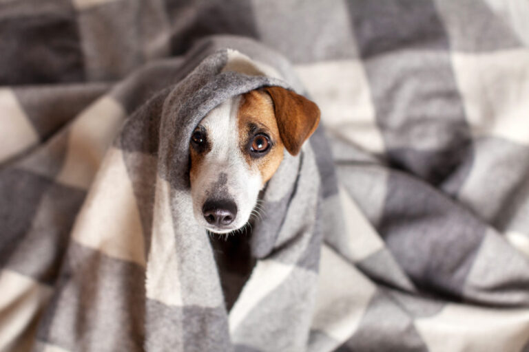 przeziębienie u psa