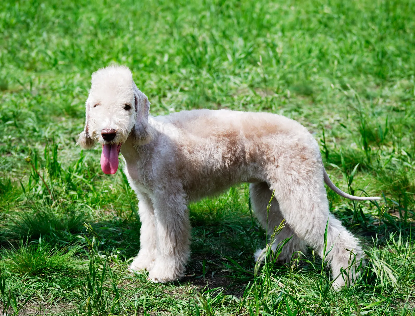 Bedlington terier na spacerze