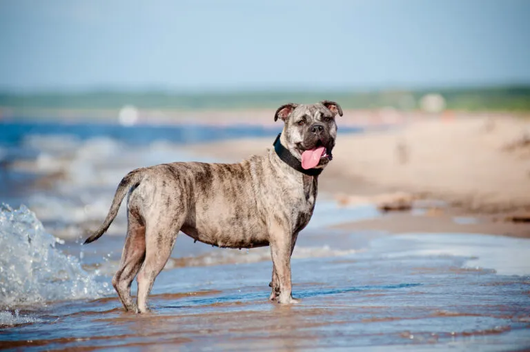 Dog z Majorki na plaży