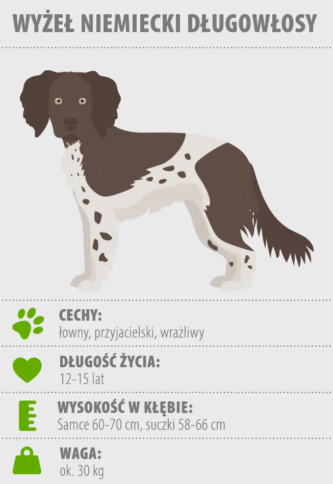 wyżeł niemiecki długowłosy wyżeł niemiecki długowłosy infografika