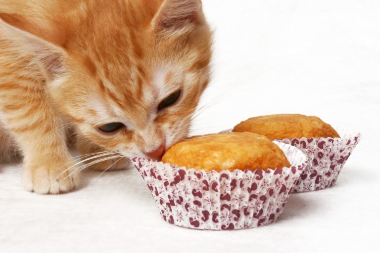 ciasto dla kota