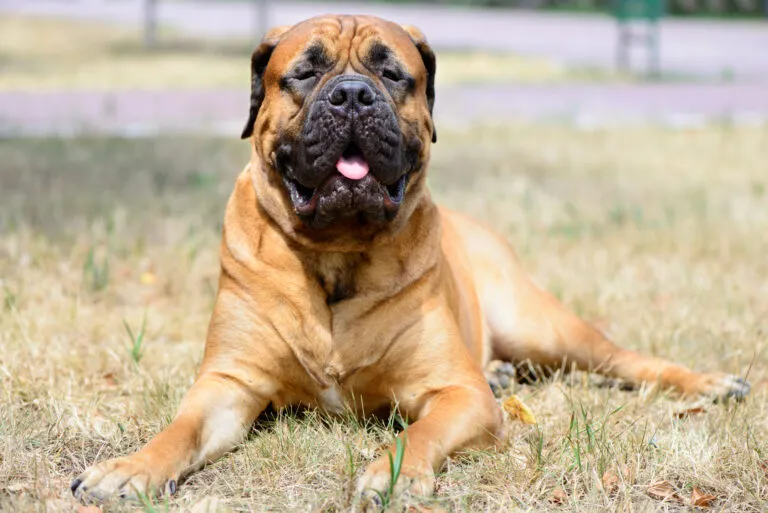 bandog-bullmastiff Bullmastiff