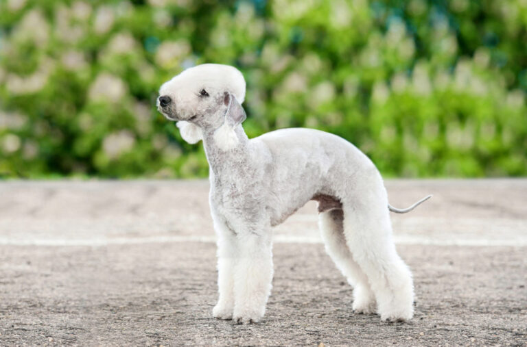 Bedlington terrier rasa psa