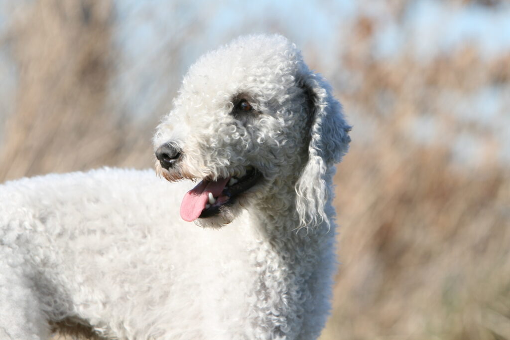 bedlington-terrier-biały bedlington-terrier-biały