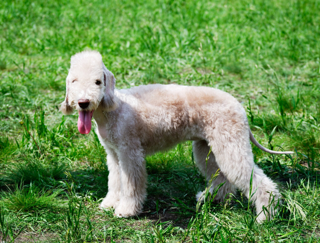 bedlington-terrier-w-trawie bedlington-terrier-w-trawie
