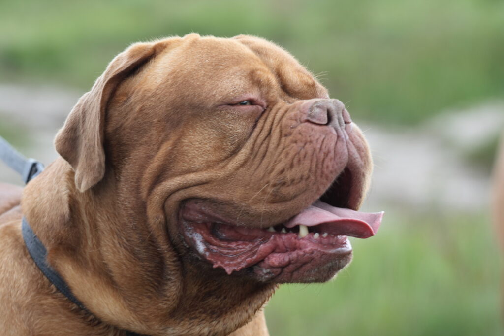 bordeauxdogge-bandog dog z Bordeaux
