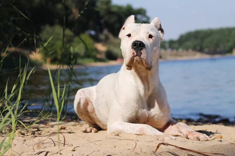 dog argentyński rasa psa dog argentyński rasa psa