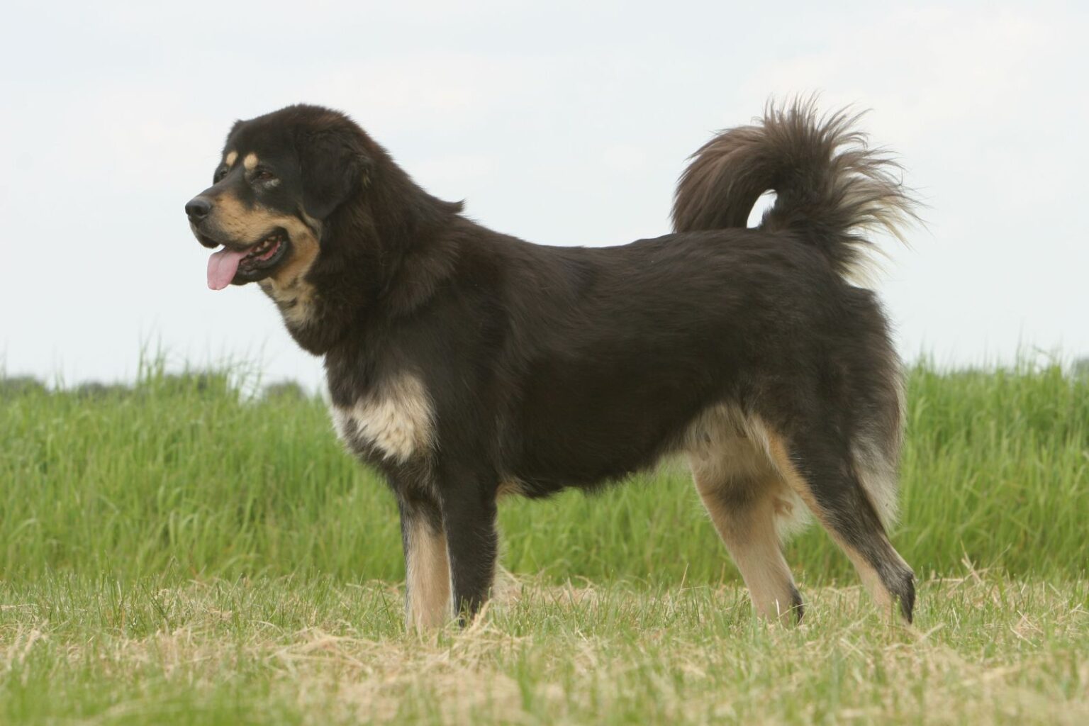 Tybetanski mastiff sales