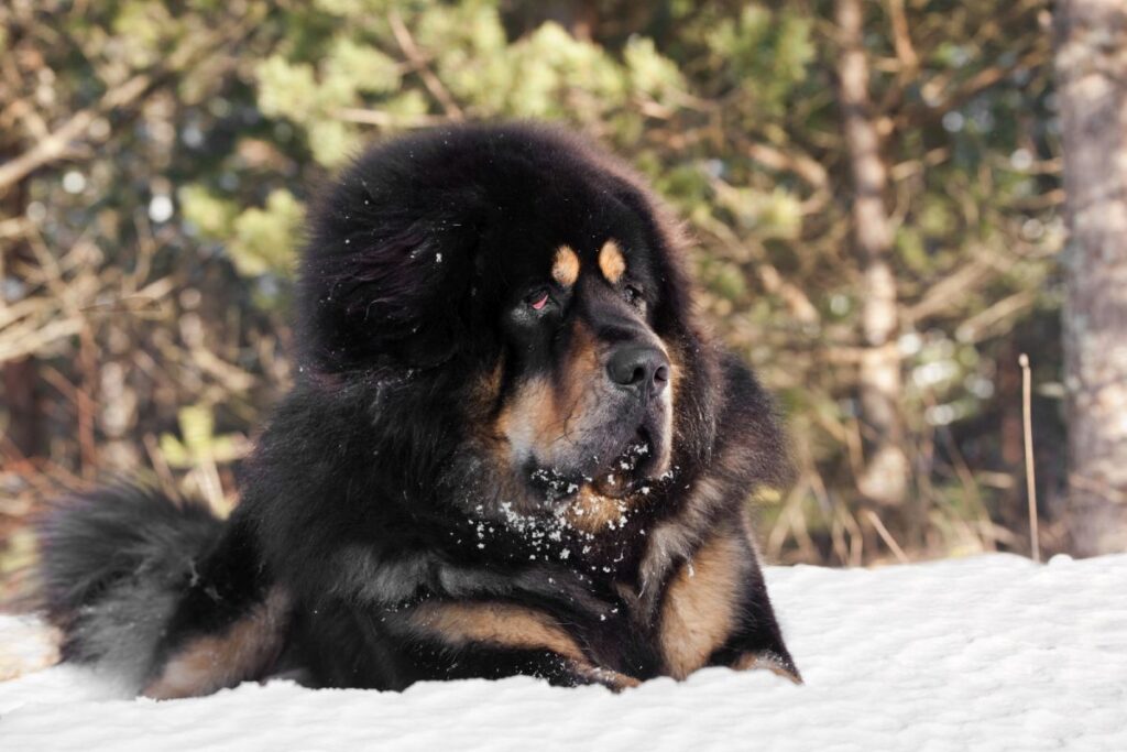 mastif-tybetanski-w-sniegu
