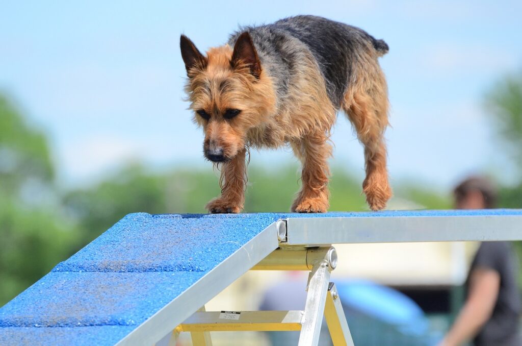 terier australijski uprawia agility terier australijski uprawia agility