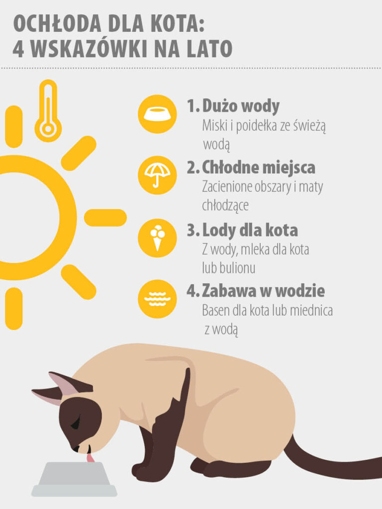 jak pomóc kotu podczas upałów kot w lecie