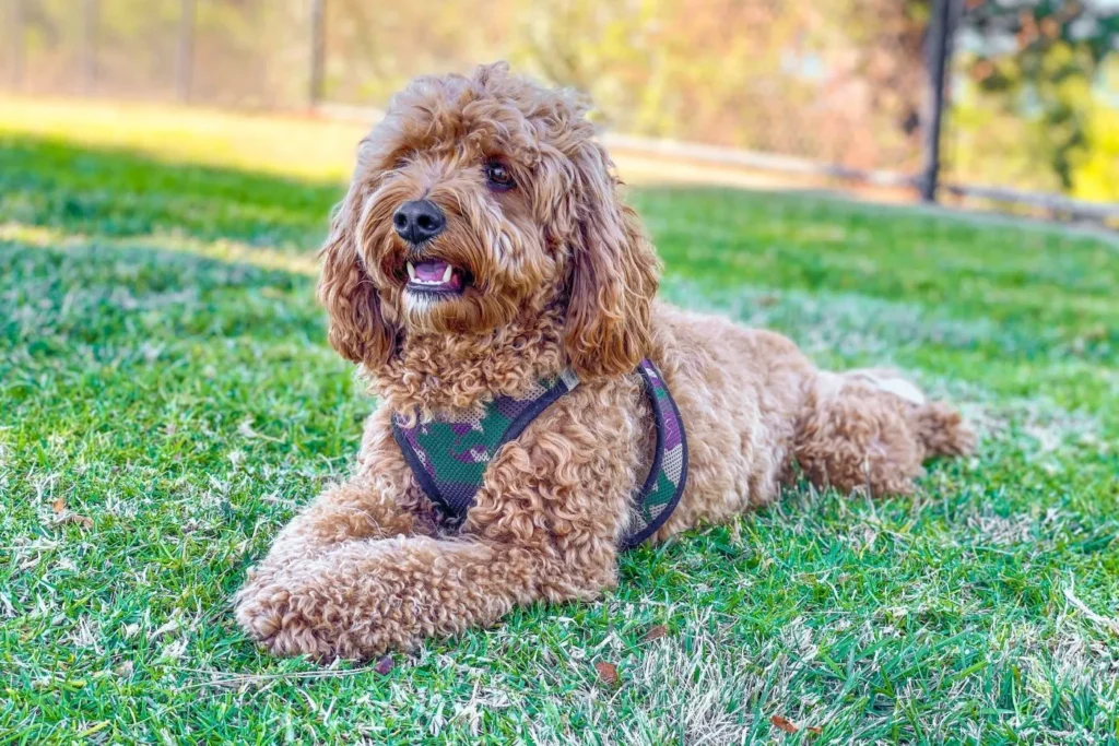Brązowy cavapoo leżący na trawie Cavapoo na spacerze