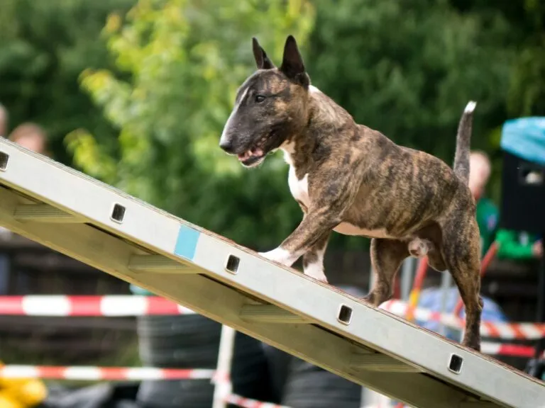 Bulterier uprawiający sport Bulterier na rampie
