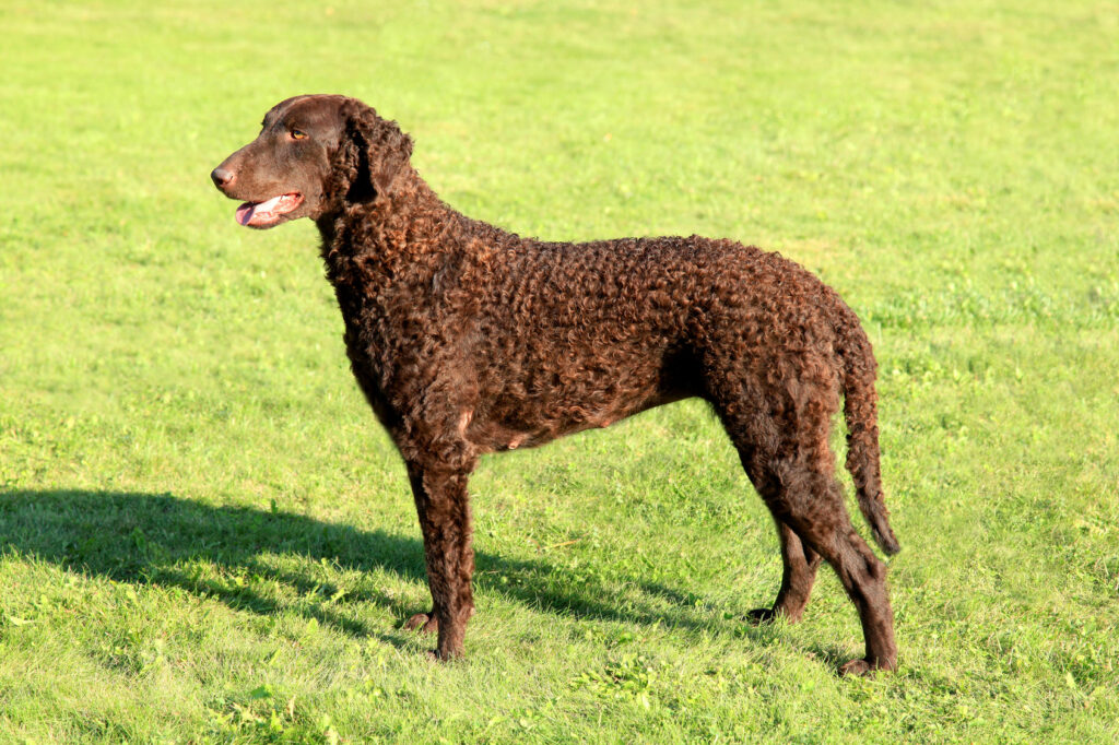 Curly-Coated-Retriever-brązowy Curly-Coated-Retriever-brązowy