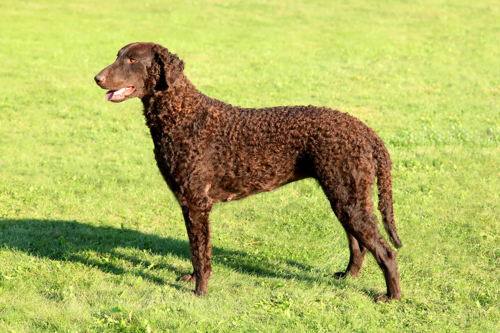 Curly-Coated-Retriever-brązowy Curly-Coated-Retriever-brązowy