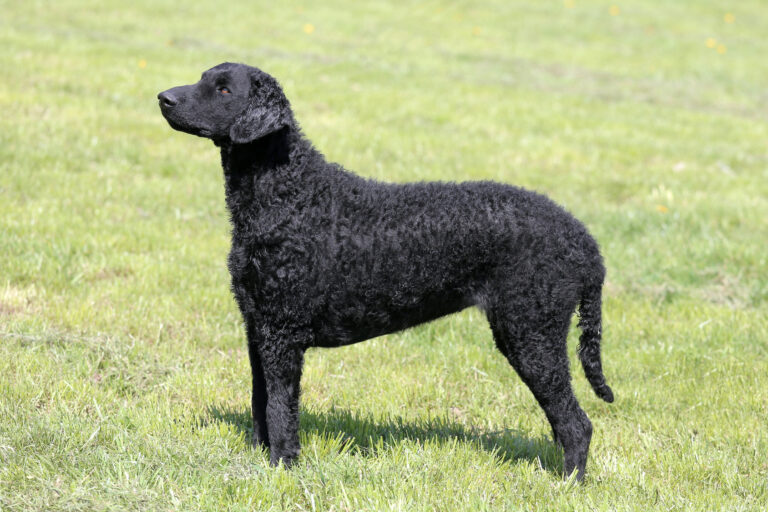 Curly-Coated-Retriever-czarny