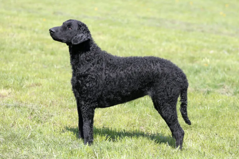 Curly-Coated-Retriever-czarny Curly-Coated-Retriever-czarny