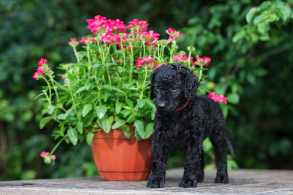 Curly-Coated-Retriever-szczeniak