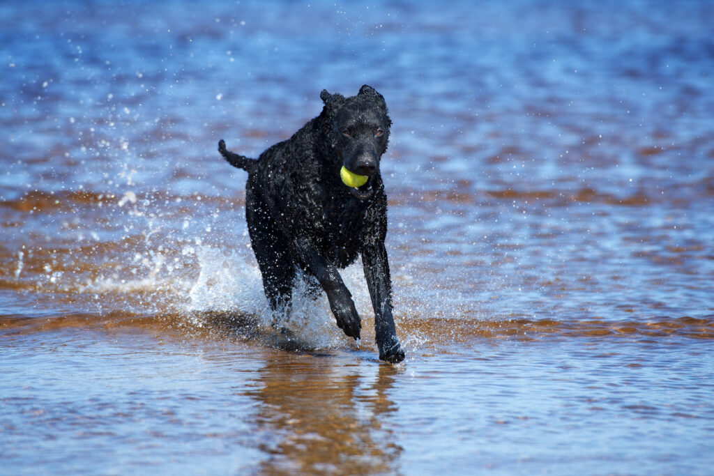 Curly-Coated-Retriever-w-wodzie Curly-Coated-Retriever-w-wodzie