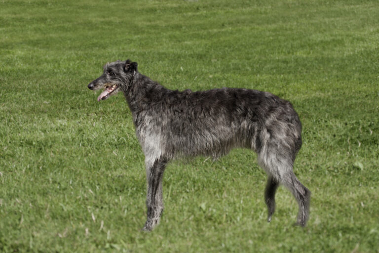 Deerhound chart szkocki