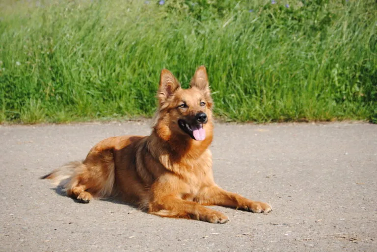 Harzer Fuchs Harzer Fuchs
