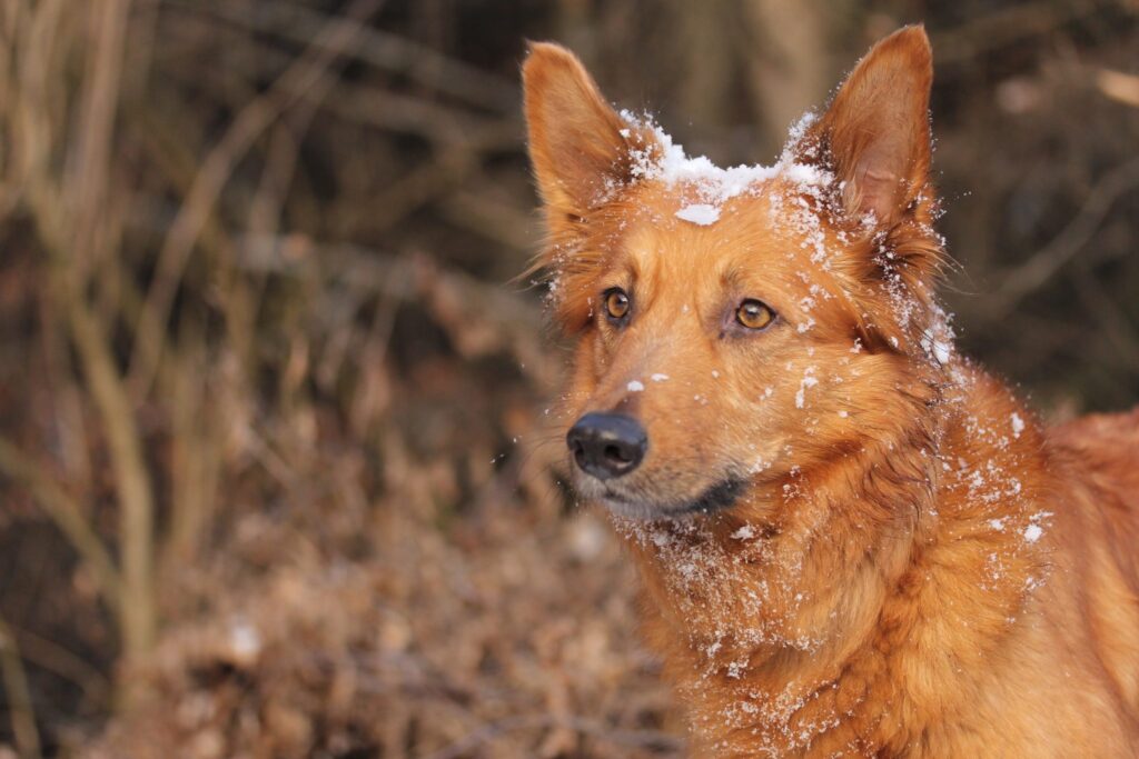 Harzer Fuchs w śniegu
