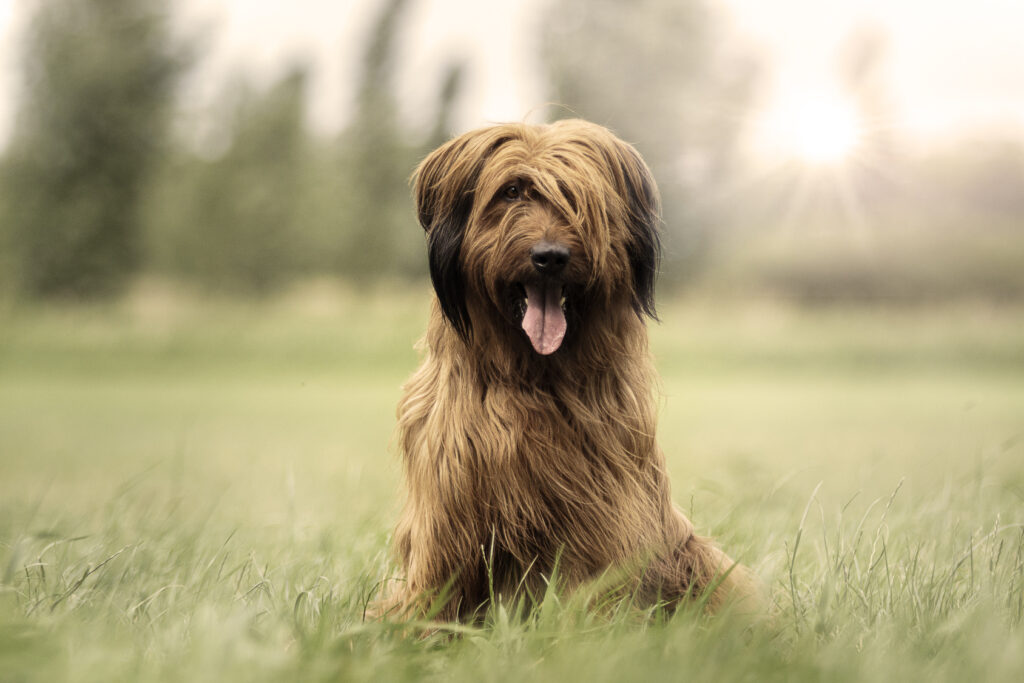 briard portret owczarek francuski briard portret