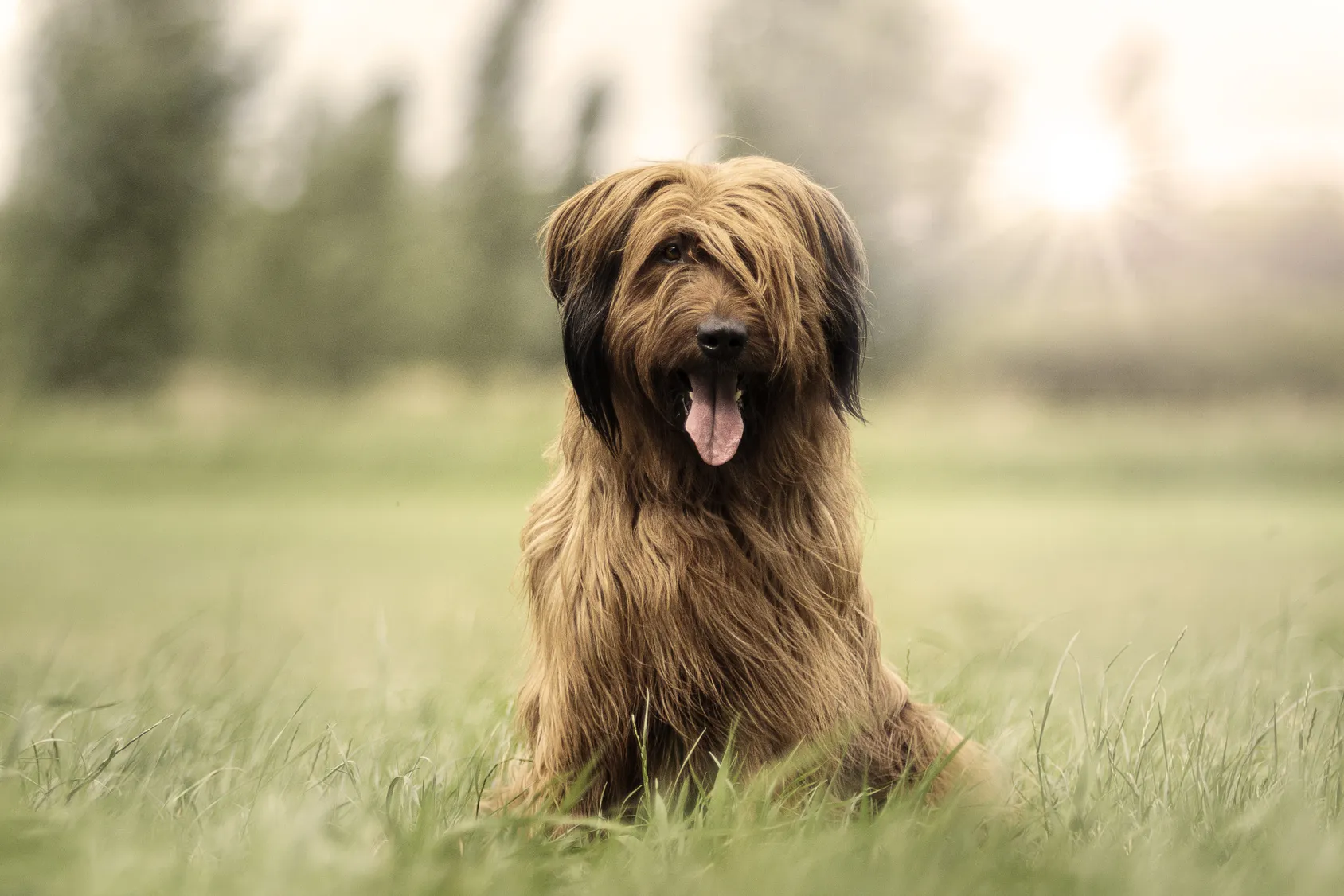 briard portret owczarek francuski briard portret
