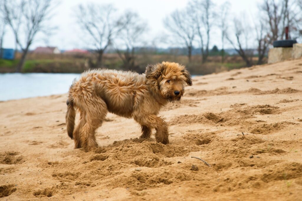 briard szczenię na plaży