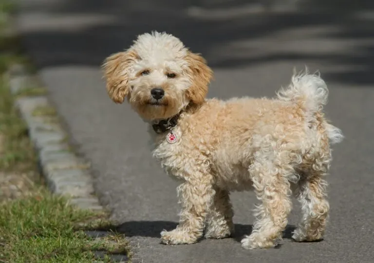 cavapoo cavoodle