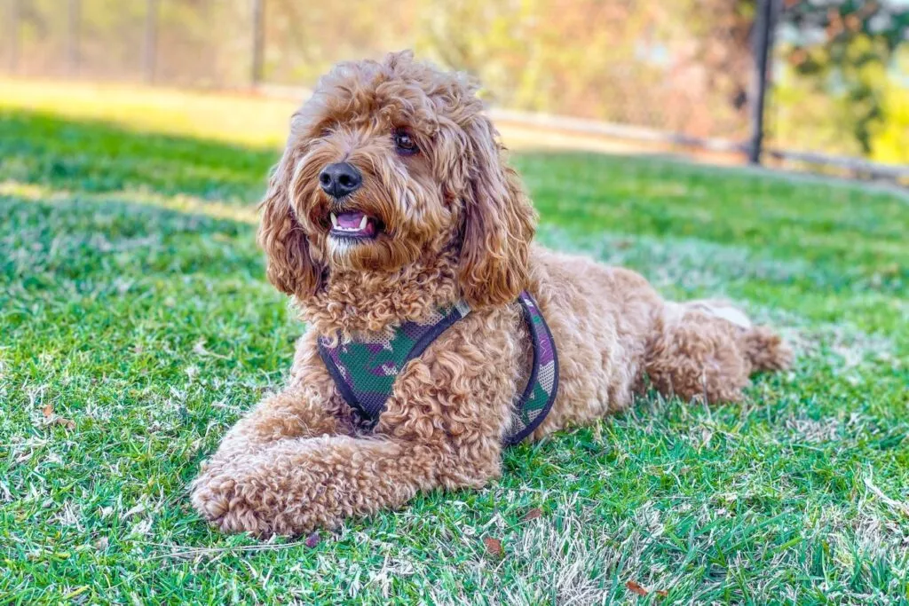 Cavapoo umaszczenie Cavapoo brązowy w parku