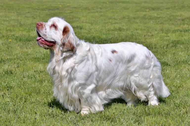Clumber Spaniel rasa psa pies rasy Clumber Spaniel