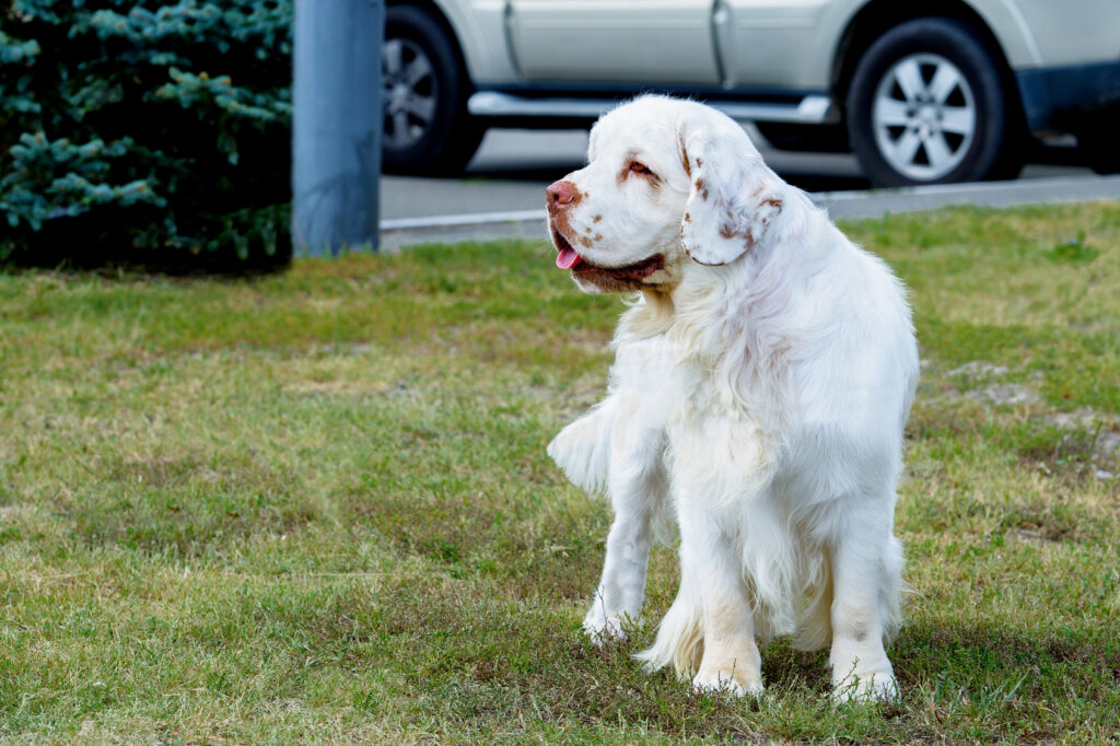 clumber spaniel na trawie