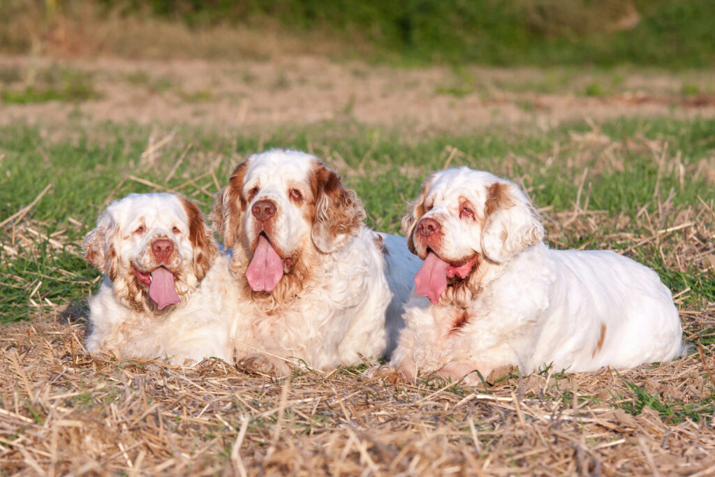 clumber spaniel szczenięta